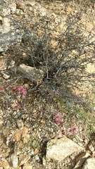 Calliandra eriophylla