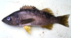 Sebastes serranoides