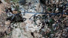 Calliandra eriophylla