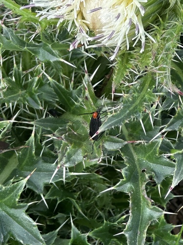Unknown species found near Pasadena, TX, US