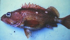 Sebastes constellatus