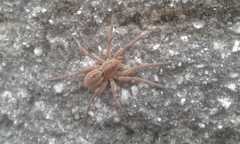 Lycosa erythrognatha