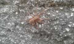 Lycosa erythrognatha