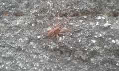 Lycosa erythrognatha