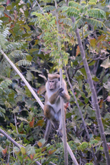 Macaca sinica