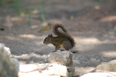 Sciurus aestuans ingrami