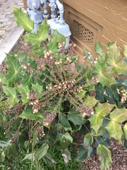 Berberis bealei
