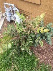Berberis bealei