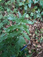 Tectaria heracleifolia