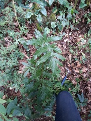 Tectaria heracleifolia