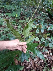Tectaria heracleifolia