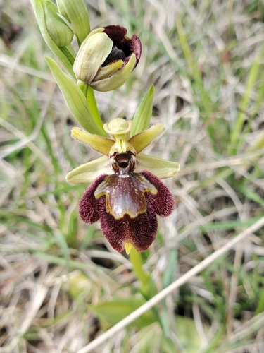 False Spider Orchid (Ophrys exaltata)