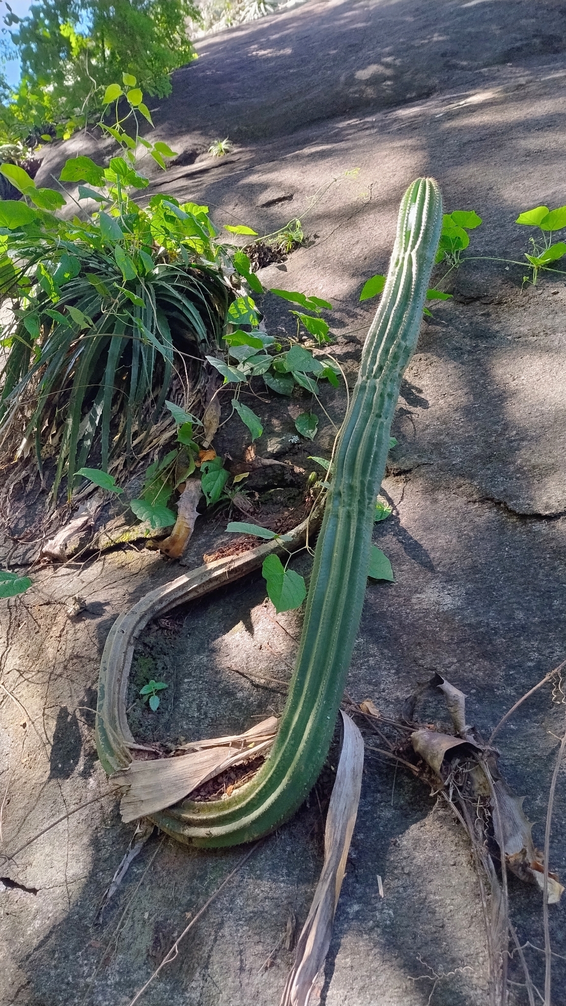 Coleocephalocereus fluminensis