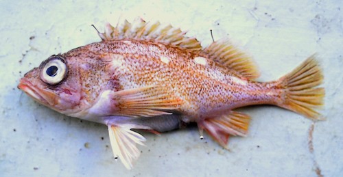 Freckled rockfish (Sebastes lentiginosus) — Sebastidae — 2