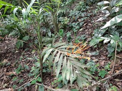 Chamaedorea radicalis