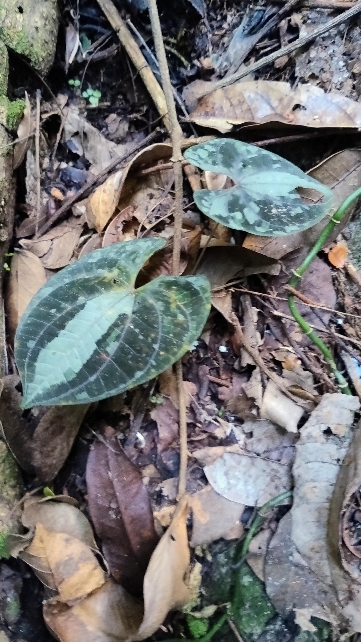 Dioscorea dodecaneura