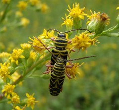 Megacyllene robiniae