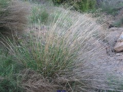 Panicum miliaceum