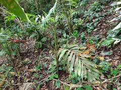 Chamaedorea radicalis