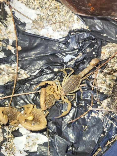 Mediterranean Checkered Scorpion