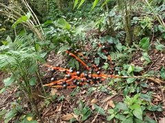 Chamaedorea radicalis