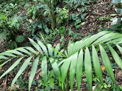Chamaedorea radicalis