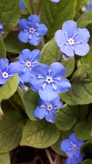 Omphalodes verna