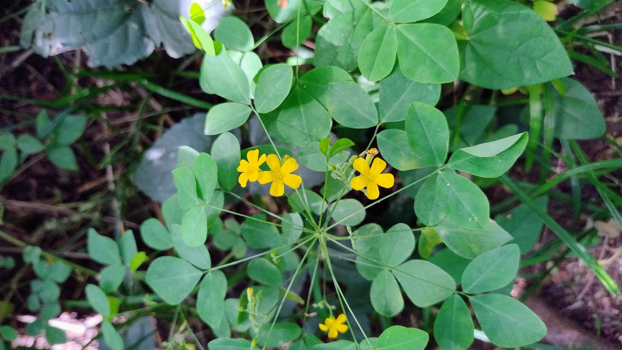 Oxalis alstonii
