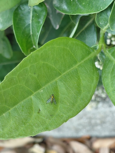 Unknown species found near Cultural Plaza, Gainesville, FL 32608, USA