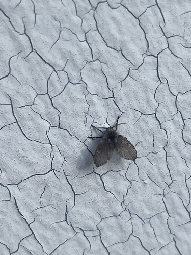 Unknown species found near Elmhurst Ln, Concord, CA, US