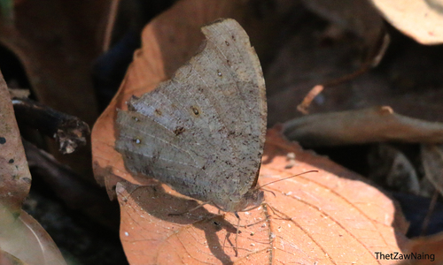 Common Evening Brown
