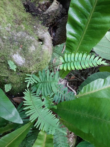 palmleaf rockcap fern (Pecluma ptilodon ssp. caespitosum)