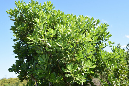 Cape Cheesewood (Pittosporum viridiflorum)