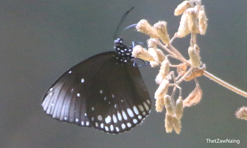 Brown King Crow Butterfly