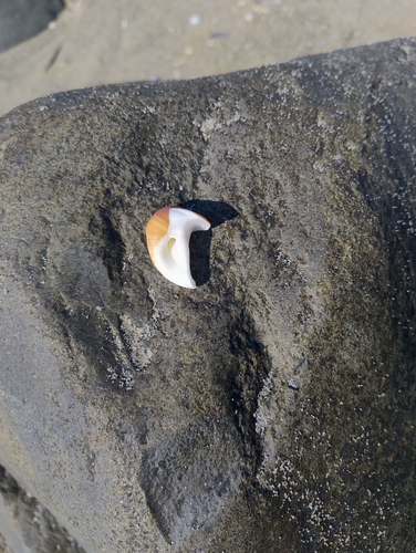 Polinices hepaticus observed 2026-03-25