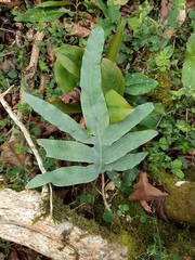 Phlebodium aureum