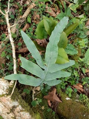 Phlebodium aureum