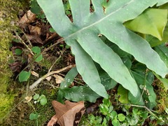 Phlebodium aureum