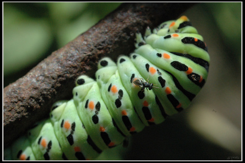 White Butterfly Pupal Parasitoid Wasp photo 3