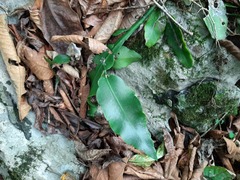 Epiphyllum oxypetalum