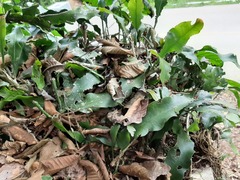 Epiphyllum oxypetalum