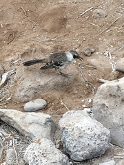 Mimus parvulus barringtoni