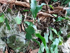 Epiphyllum oxypetalum