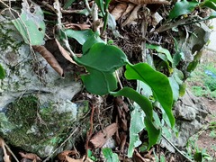 Epiphyllum oxypetalum