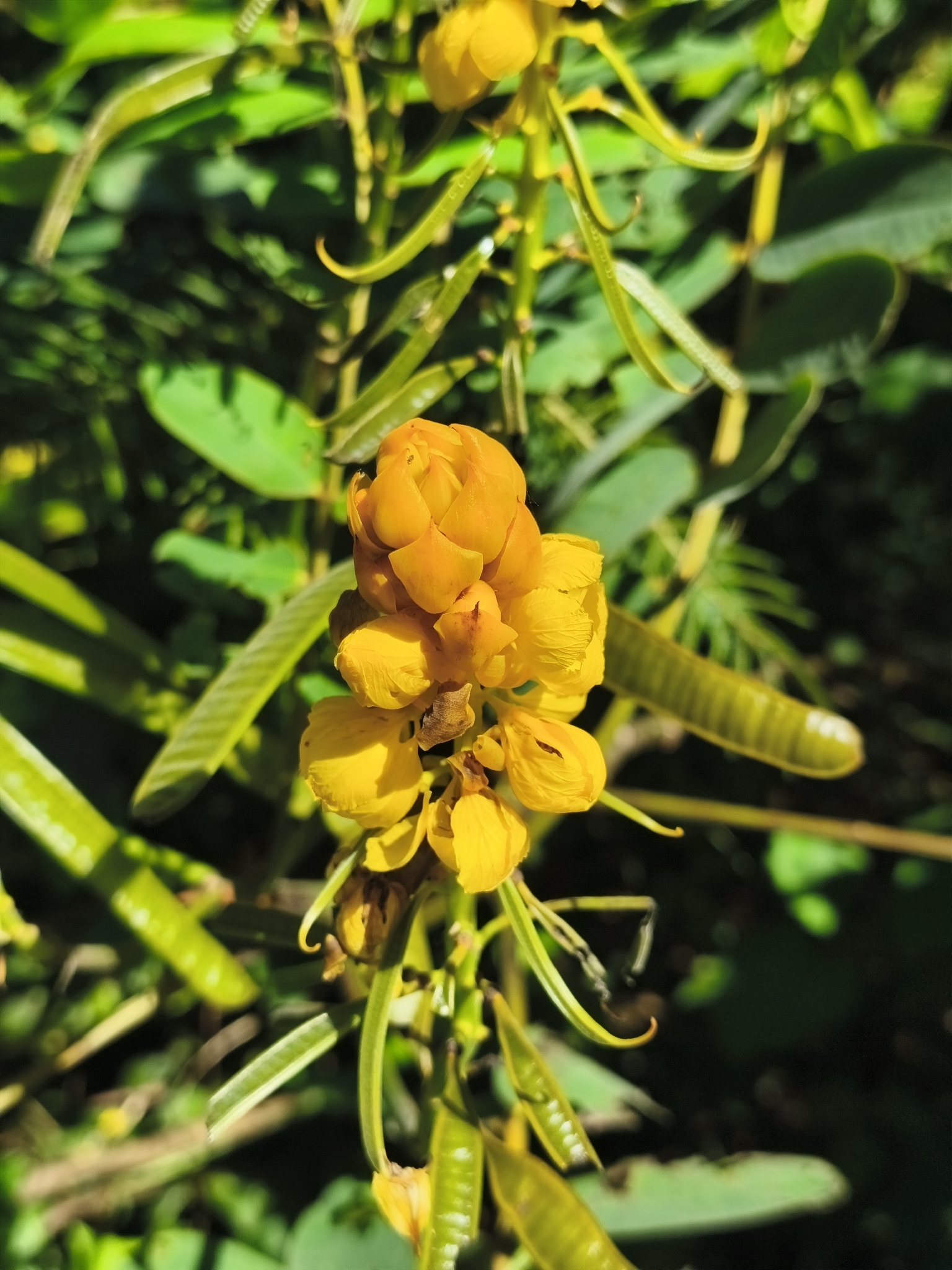 Emperor's Candlesticks (Senna alata)