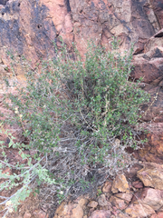 Brickellia coulteri