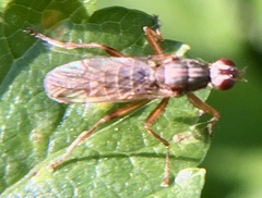 Norellia spinipes