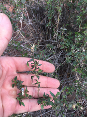 Brickellia coulteri