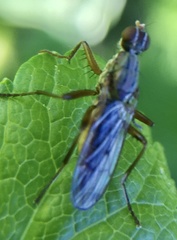 Norellia spinipes