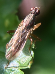 Norellia spinipes